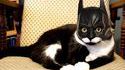 Batcat 2