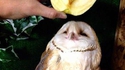 Chouette une pomme