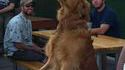Performance de chien