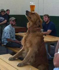 Performance de chien