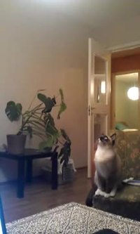 Saut de chat 8