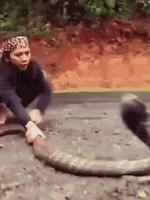 Et quand il y a danger : c'est Cobraaaa