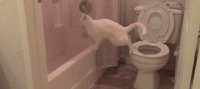Un chat maladroit va aux toilettes