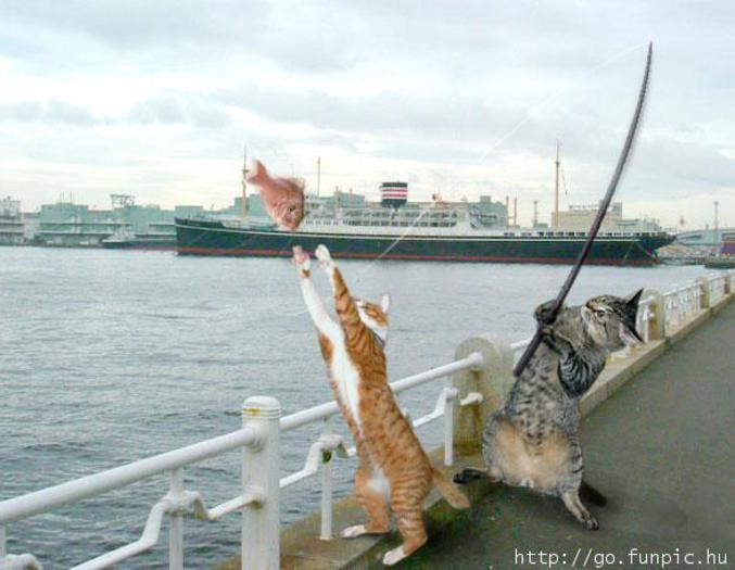 Un chat pêcheur.