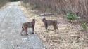 Dispute entre lynx 