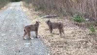 Dispute entre lynx 