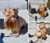 Woofster 