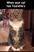 Quand ton chat à le syndrome de Gilles de la Tourette 