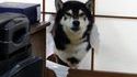 Un chien détruit un mur