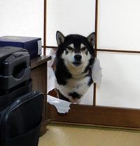 Un chien détruit un mur