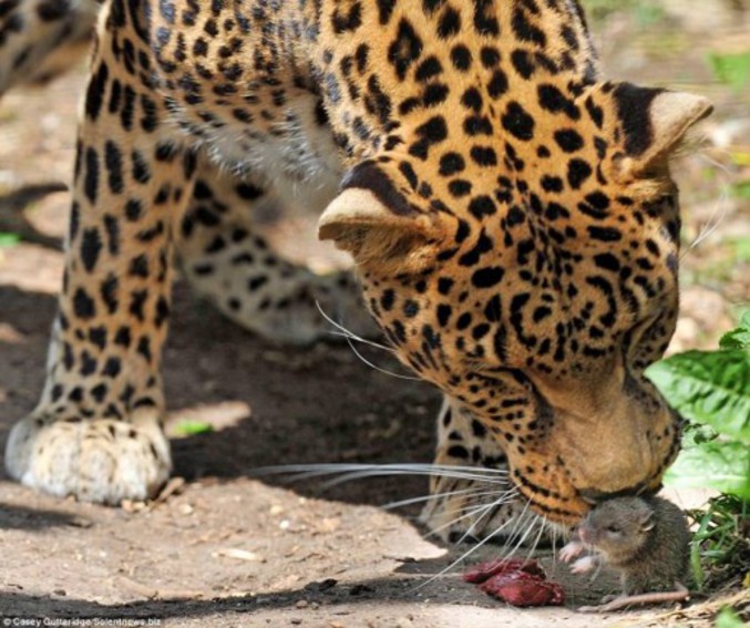 Une souris qui n'a peur de rien, même pas d'un léopard affamé.