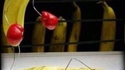 Combat de bananes