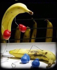 Combat de bananes