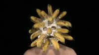 Je retiens les bananes en otage...