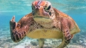 Je suis une tortue et je t'emmerde 