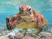 Je suis une tortue et je t'emmerde 