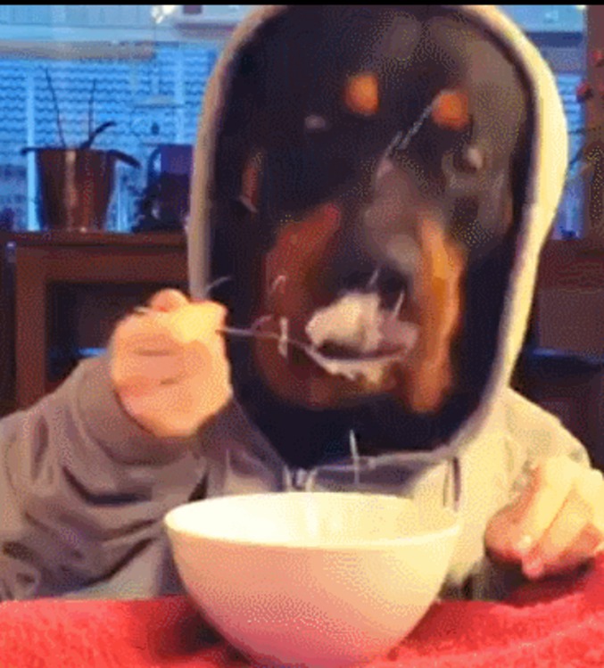 Un rottweiler qui mange à la petite cuillère