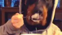 Un rottweiler qui mange à la petite cuillère