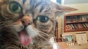 Grimaces de chats