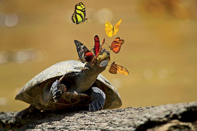 Des papillons se nourrissent des larmes d'une tortue, riches en minéraux nécessaires à leur reproduction. En échange, ceci permet à la tortue de bien se faire nettoyer les yeux. (cliché de Pete Oxford pour Minden Pictures)