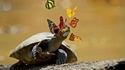 Une tortue et des papillons