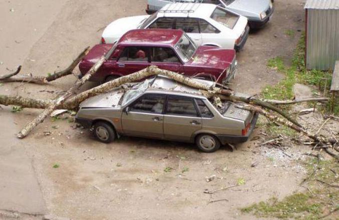 Une voiture écrasée par un tronc d'arbre.