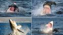 Fail d'un requin blanc