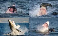 Fail d'un requin blanc