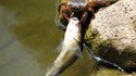 Crabe pêcheur