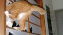 Méchant chat