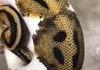 Magnifique serpent blanc et or