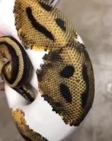 Magnifique serpent blanc et or