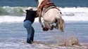 Cheval peureux