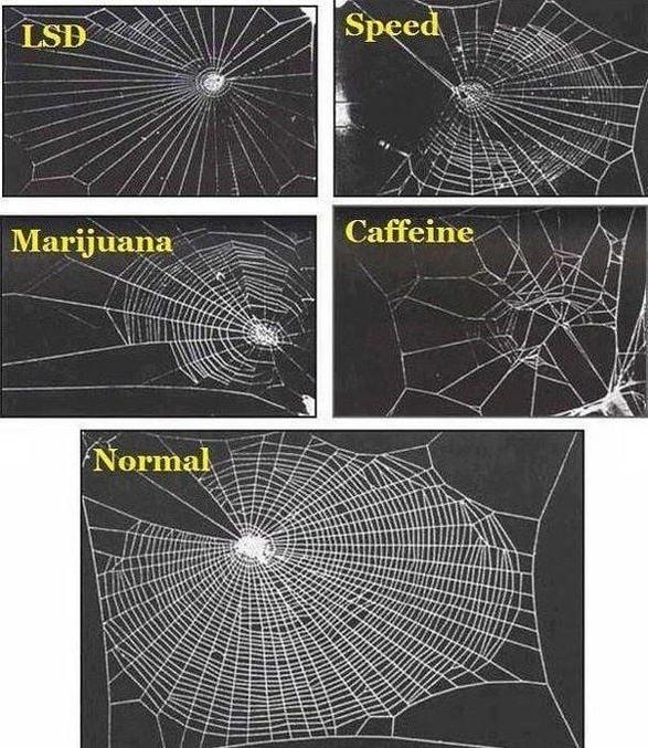 Des scientifiques de la NASA ont étudiés les effets de plusieurs substances sur les araignées.

Et moi qui boit plein de café au boulot.