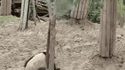 Le panda n'est plus en danger d'extinction 