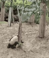 Le panda n'est plus en danger d'extinction 