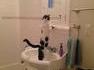 Narcisse le chat