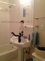 Narcisse le chat