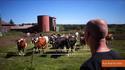 Vaches et mysticisme 3