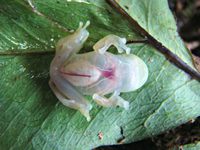 Grenouille translucide