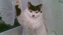 Mein Kat
