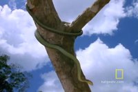 Serpent parachutiste et lézard planeur