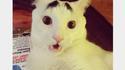 Chat expressif