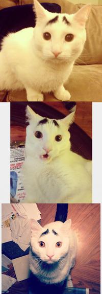 Chat expressif