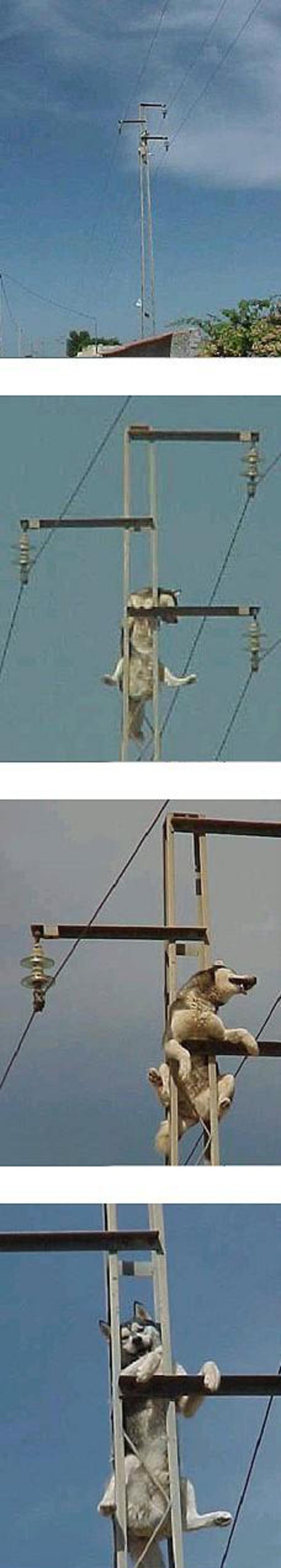 Un chien grimpé sur un poteau électrique.