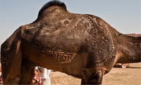 Camelus dromedarius ars