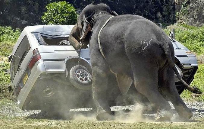 Une voiture se fait charger par un éléphant.