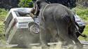 Owned by éléphant