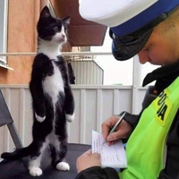 Kan tu te prends une prune de 135€ pour défaut d'attestation