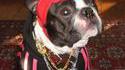 Gangsta dog